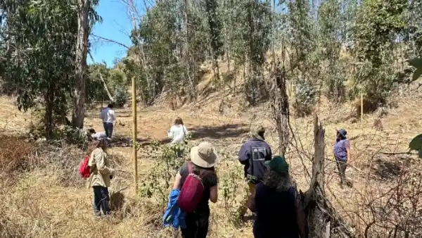 personas revisando el bosque con árboles dañados