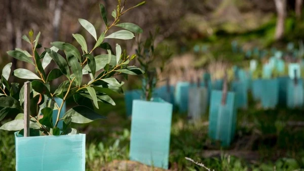 restauración ecológica en las plantas