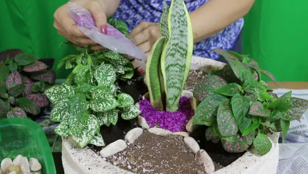 6. Macetas decoradas con plantas