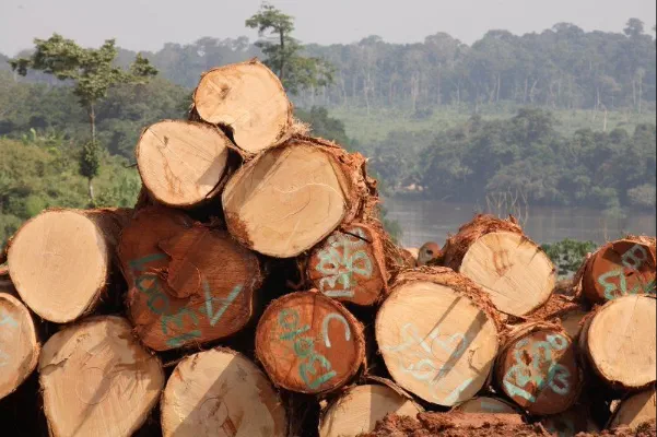 Beneficios de la madera certificada