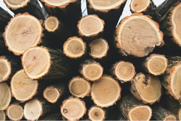 Los principales sistemas de certificación forestal