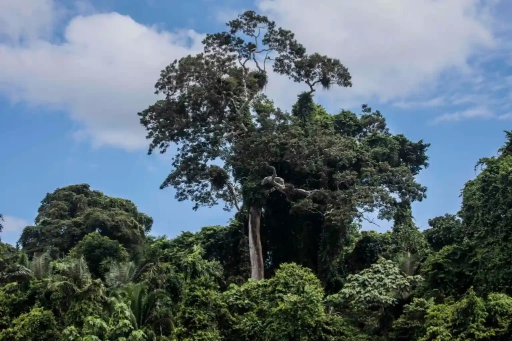 Características de la madera de la selva peruana