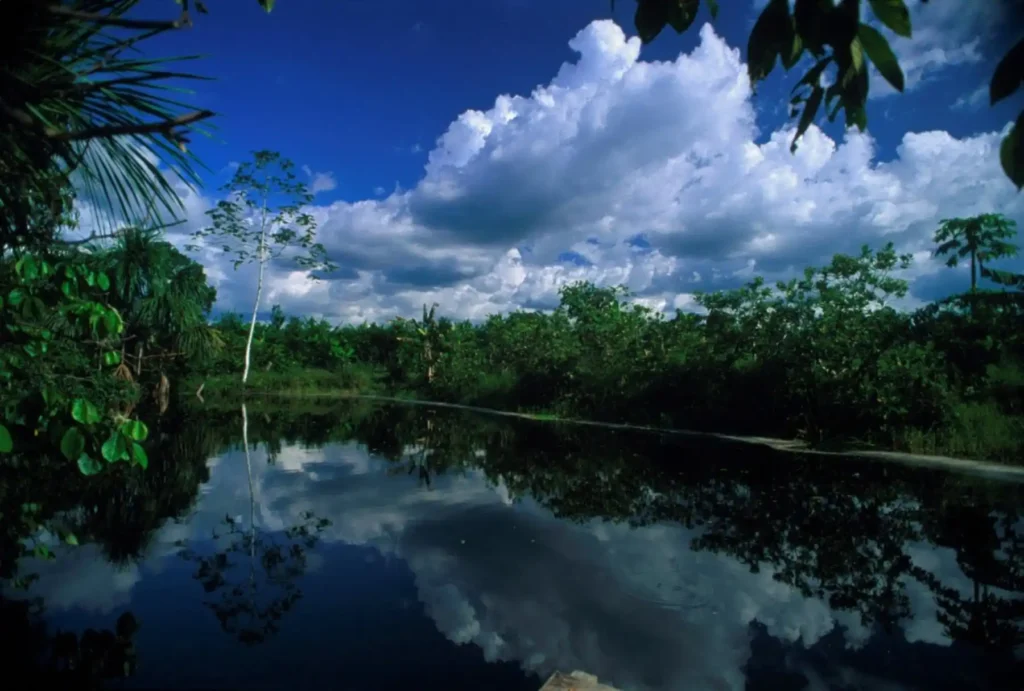 En qué zonas se encuentra la madera de la selva peruana