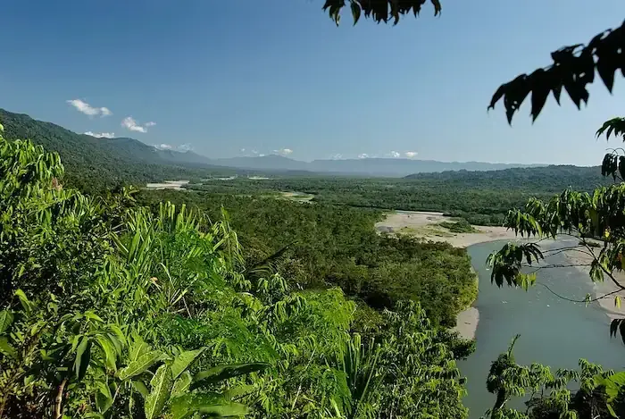 La madera de la selva peruana
