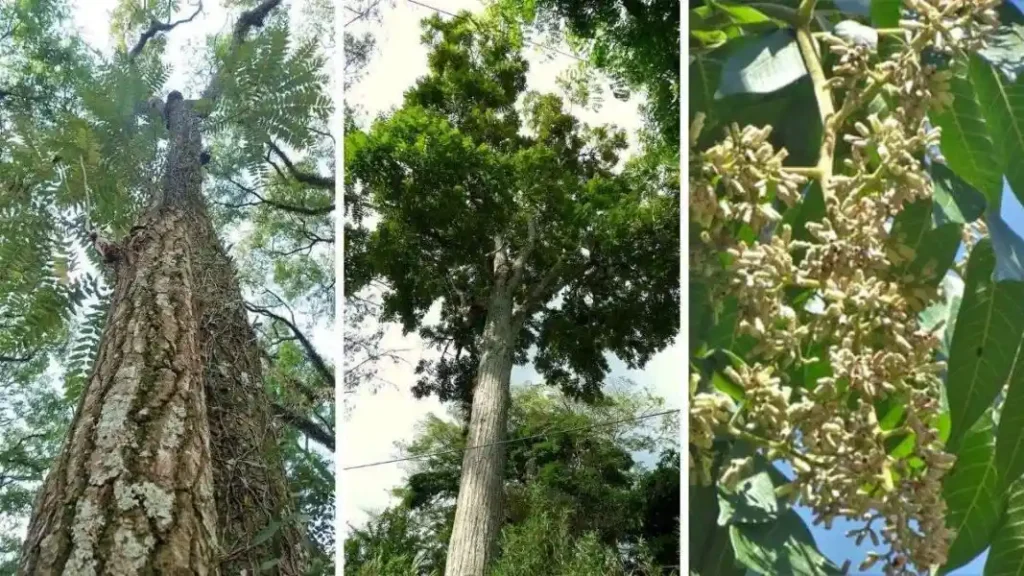 Los árboles de la Amazonía peruana