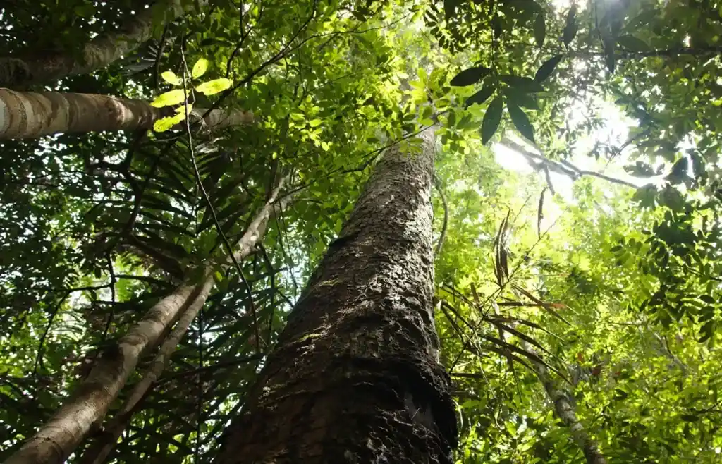 Madera de bosques sostenibles en Latinoamérica
