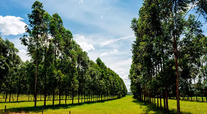 Qué la madera de bosques sostenibles