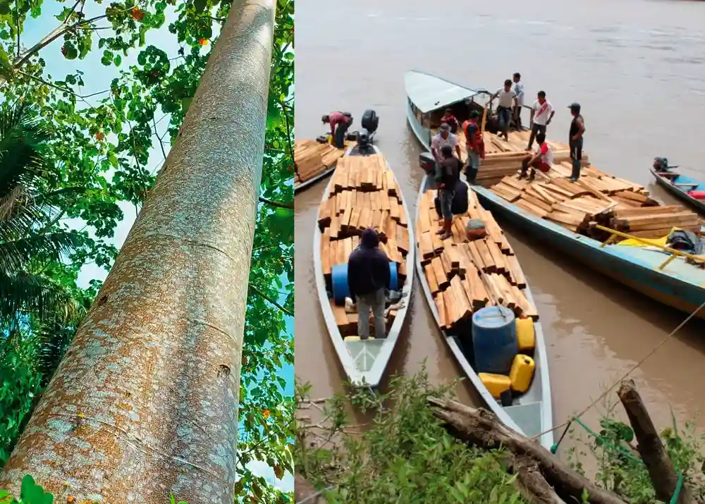 Tipos de madera de la selva peruana