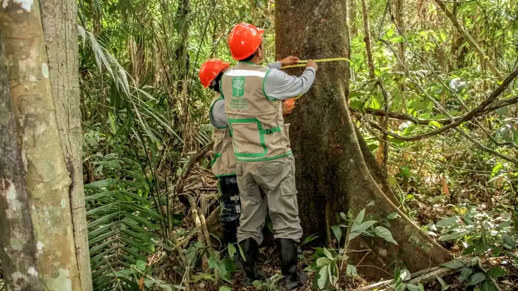 beneficios del uso de la madera de la selva peruana