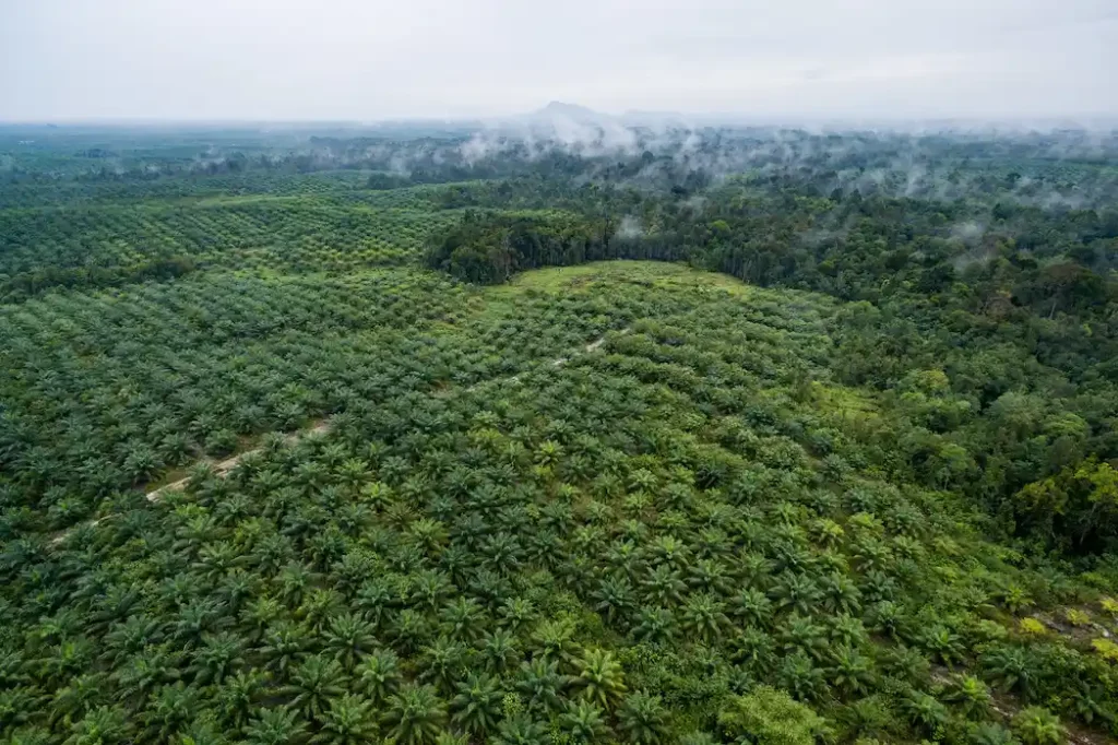 Madera de bosques sostenibles