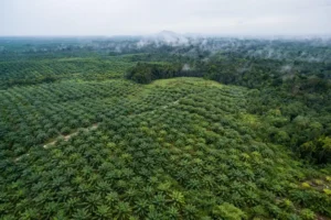 Madera de bosques sostenibles