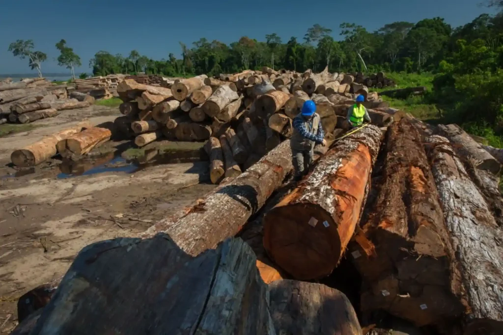madera de la selva peruana