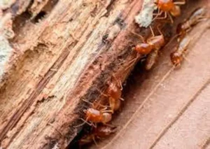 como son las termitas insectos plaga madera viviendas daño estructural guía completa