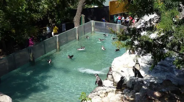 comportamiento animal en zoologicos en santiago