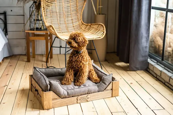 Mujeres adultas mayores construyendo camas y accesorios de madera para mascotas