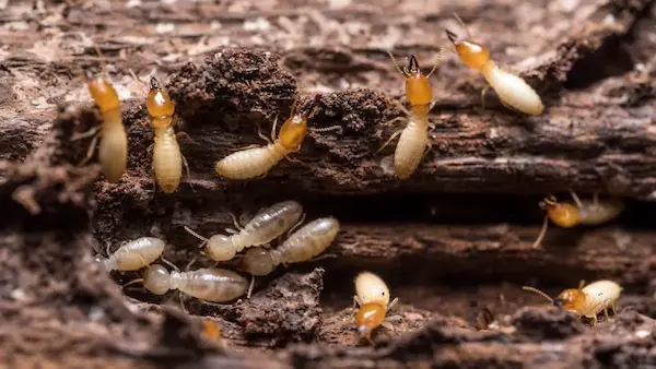 como son las termitas organización social colonias obreras soldados reina insectos