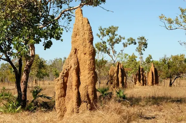 como son las termitas ecosistema descomposición madera naturaleza equilibrio ambiental