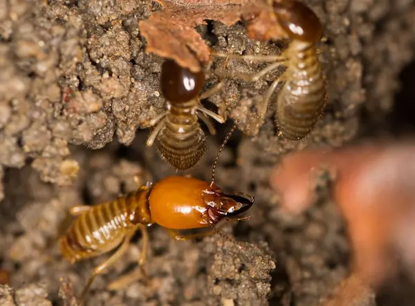 como son las termitas reproducción enjambrazón colonia expansión insectos alados