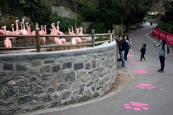 visitantes en zoologicos en santiago espacios madera