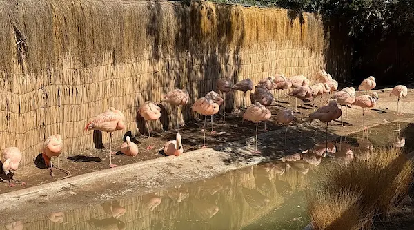 zoologicos en santiago y conservacion de especies