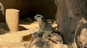 zoologicos en santiago con habitats de madera