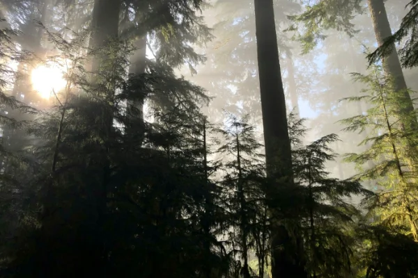 Bosque de coníferas